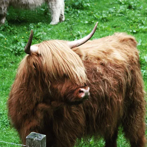 Instagram-Scottish-Highlands-Scotland-1-_scouserontour