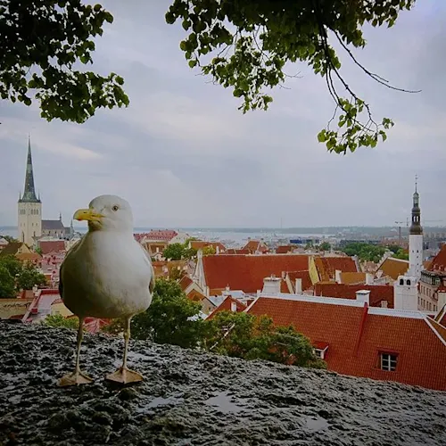 Instagram-tallinn-estonia-_timthetourmansayer