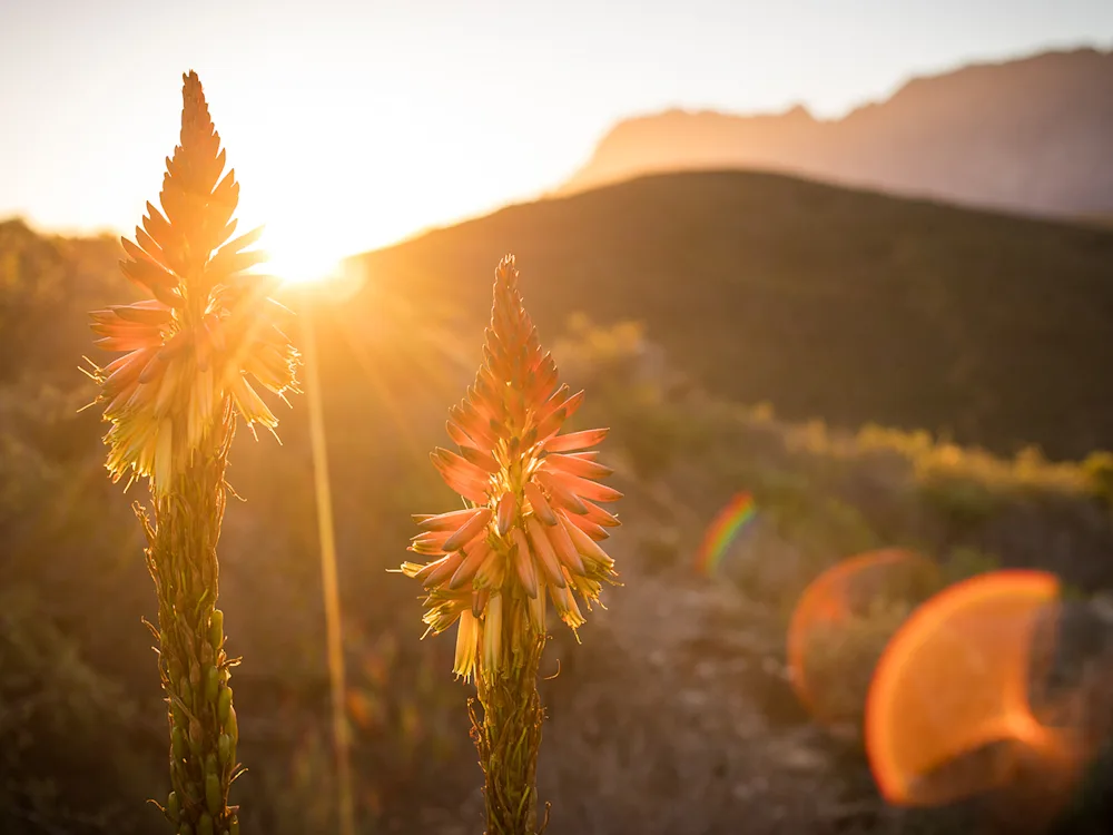 aloe-vera-plant-south-africa-swiper-hero-gallery