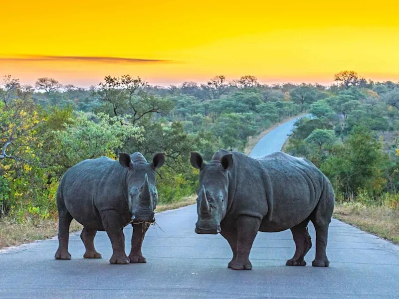 day-12-south-africa-two-rhinos-standing-on-road-sunset-kruger-national-park-south-african-escape