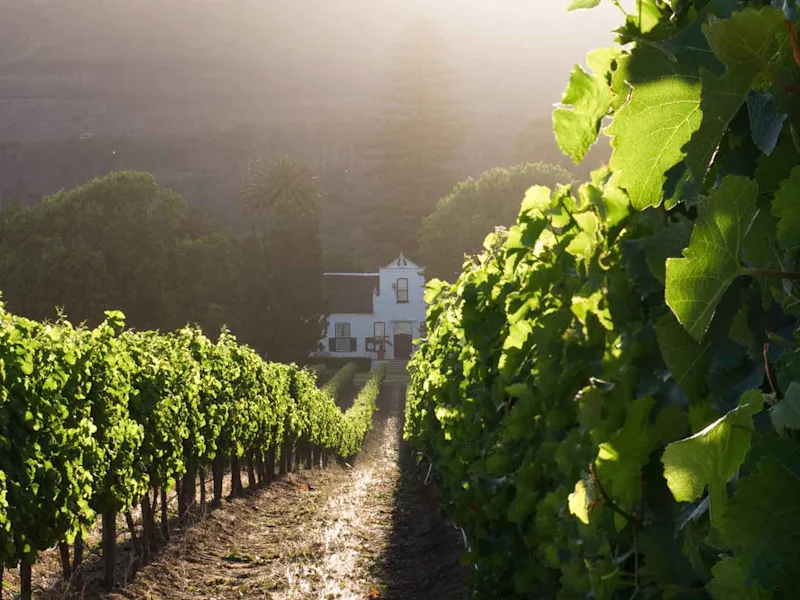 day4-cape-winelands-stellenbosch-cape-town-and-the-garden-route-tour