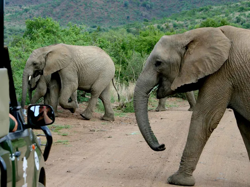 day6-game-drive-knysna-cape-town-and-the-garden-route-tour