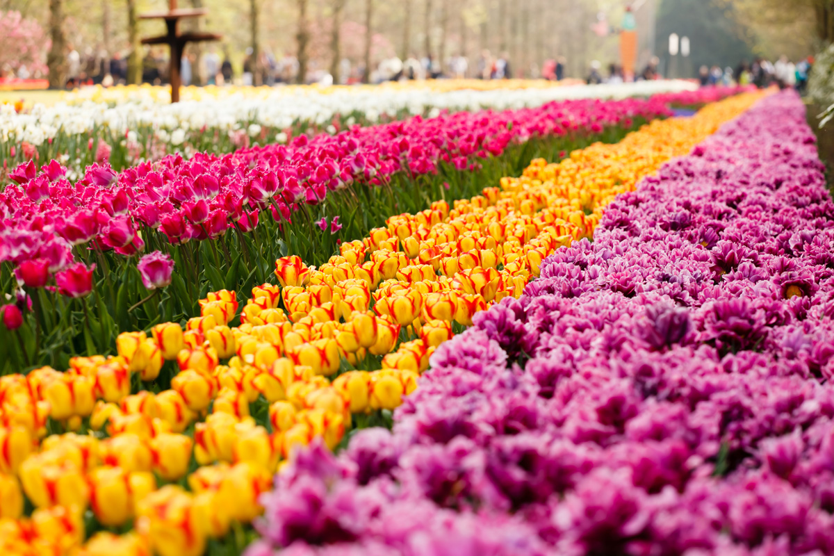 Tulips, Keukenhof, Amsterdam