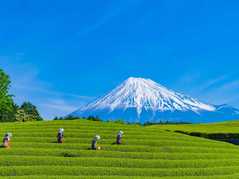 green-tea-fields-with-mount-fuji-nihondaira-japan