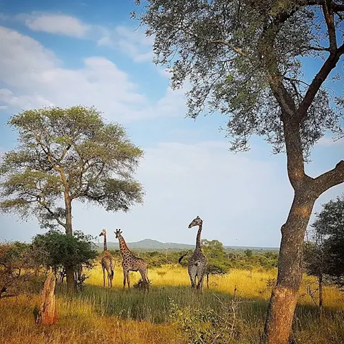 Kruger-South-Africa-Instagram-_timthetourmansayer