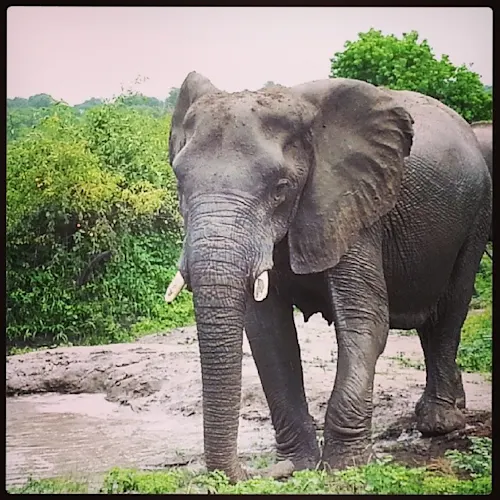 Kruger-South-Africa-Instagram-_timthetourmansayer