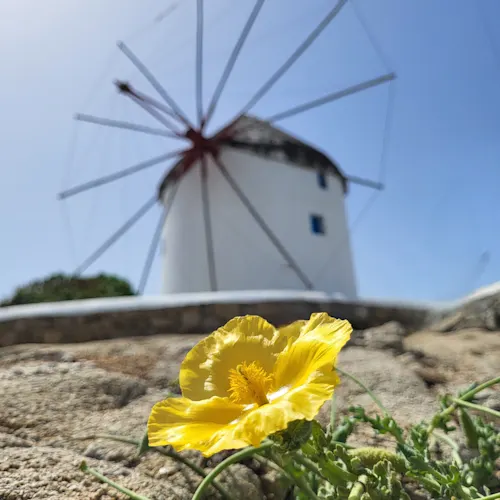 mykonos-santorini-greece-windmill-instagram-_scouserandherlittleoneexplore