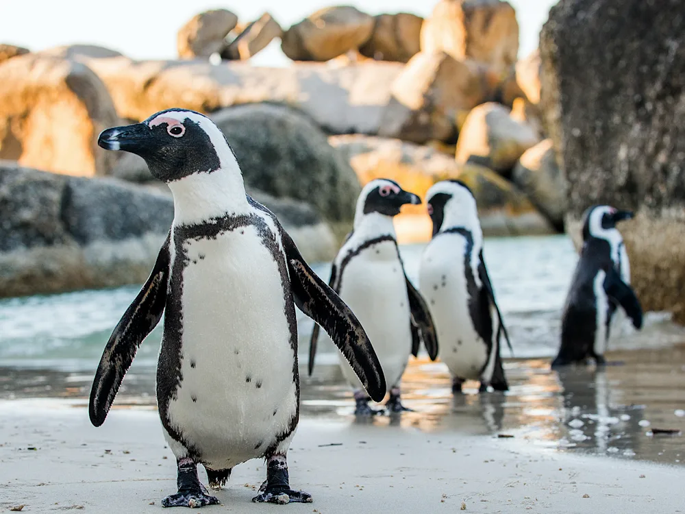 penguin-cape-town-boulder-south-africa-swiper-hero-gallery