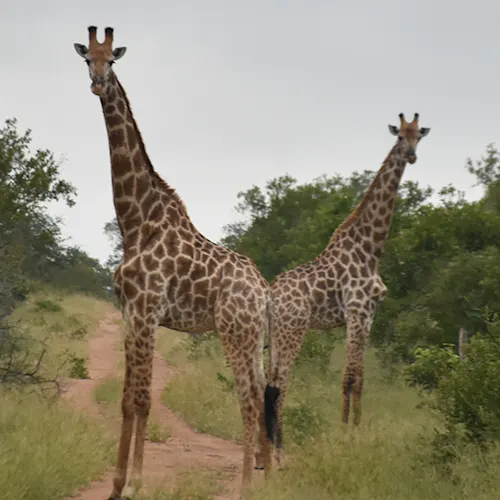 South-Africa-Tour-Expat-Explore-9