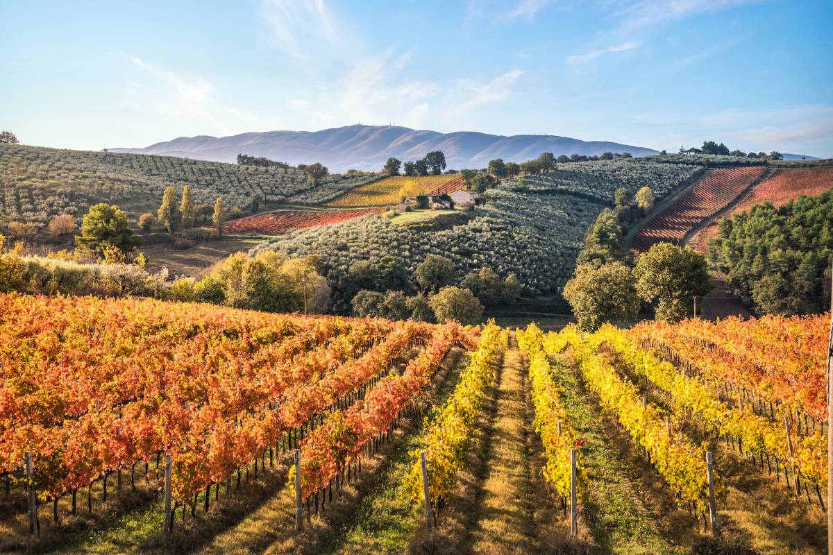 View of vineyards in Tuscany, Italy, at autumn