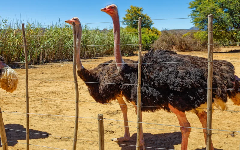 Visit a Klein Karoo ostrich farm